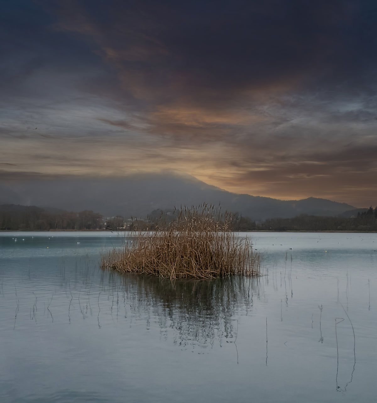 The Reed Island: Lake Banyoles